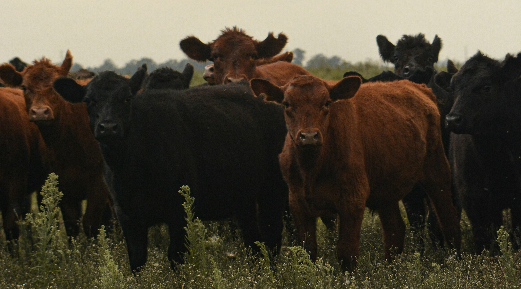 Cattle Feeders Day