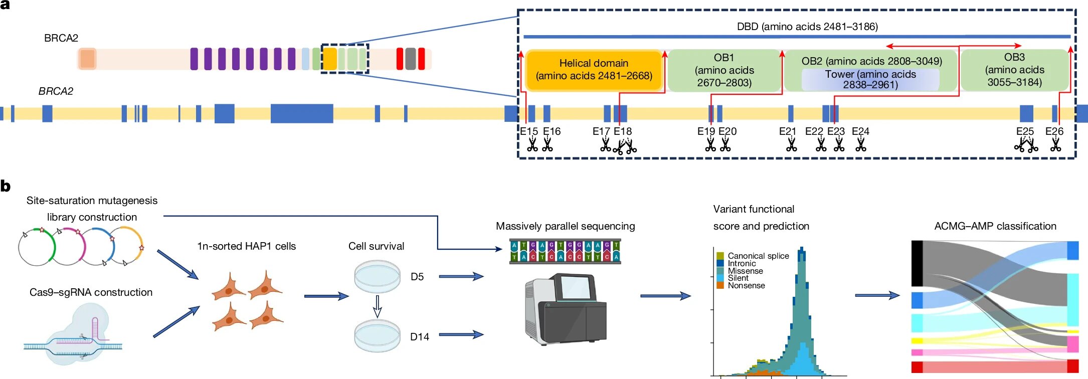 Researchers resolve uncertainty in BRCA2 testing